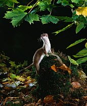 Stoat (Mustela erminea)  on log, UK, controlled conditions
