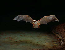 Mexican bulldog / Fisherman bat (Noctilio leporinus) fishing, controlled conditions