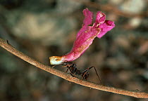 Leafcutter / Parasol ant (Atta sp.) carrying flower to nest to cultivate fungus garden, Venezuela