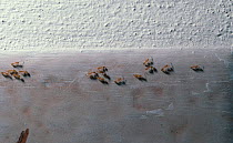Pharaoh's ants (Monomorium pharaonis) on wall