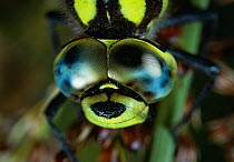 Close-up head portrait of Southern hawker dragonfly (Aeshna cyanea) showing compound eye, UK