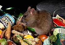 Brown rat (Rattus norbegicus) scavenging for food in dustbin, UK, controlled conditions