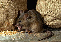 House mouse (Mus musculus) raiding corn, England, UK, controlled conditions