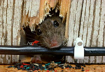 House mouse (Mus musculus) poking head through wall and gnawing electricity cable in house, England, UK, controlled conditions