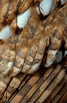 Close-up of Tawny owl (Strix aluco) wing feathers, UK