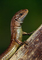 Head portrait of Common lizard (Zootoca vivipara) UK, controlled conditions