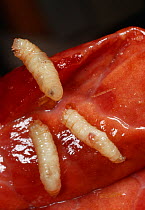 Blowfly maggots (Calliphoridae) feeding on meat, UK