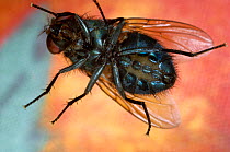 Blowfly (Calliphoridae) viewed from directly below,  UK