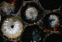Eggs of honeybee (Apis mellifera) in honeycomb, UK