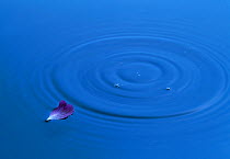 Concentric ripples on water, with single petal, UK
