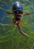 Male Great diving beetle (Dytiscus marginalis) feeding on worm, UK