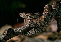 Common lancehead snake (Bothrops atrox) wrapped around branch, with tongue extended, controlled conditions