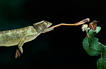 European / Mediterranean chameleon (Chamaeleo chamaeleon) catching butterfly , controlled conditions