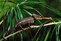 Giant chameleon (Chamaeleo cristatus) with  tongue extended to catch locust, Madagascar. , controlled conditions