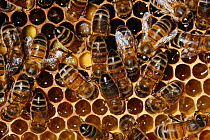 Honey bees (Apis mellifera) working at comb, UK