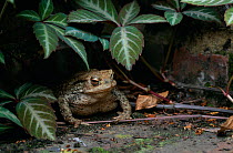Common toad (Bufo Typhonius) in garden, sheltering under foliage, UK