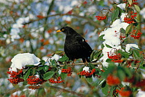 Male blackbird (Turdus merula) perched in snow covered Rowan tree with berries, England, UK