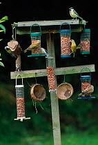 Collection of bird feeders in garden, with Greenfinches (Carduelis chloris) and Great tits (Parus major) UK