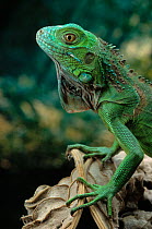 Head portrait of Common iguana (Iguana iguana)