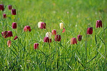 Snake's head fritillaries (Fritillaria mealagris) flowering in meadow, both purple and white flower types, UK