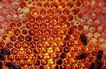 Honey bee (Apis mellifera) filling honey storage cells in the hive, UK
