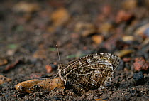 Grayling butterfly (Hipparchia semele) resting on ground, UK