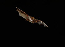 Greater horseshoe bat {Rhinolophus ferrumequinum} flying, UK