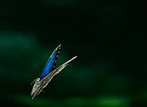 Common morpho butterfly (Morpho peleides) in flight, from Venezuelan cloudforest, controlled conditions