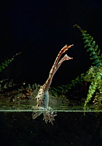 Leopard frog (Rana pipiens) diving into water, controlled conditions