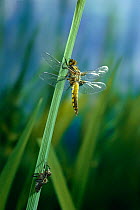 Broad bodied chaser dragonfly (Libellula depressa) recently emerged from larval case, UK