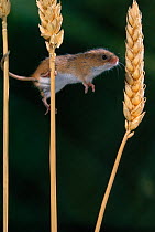 Harvest mouse (Micromys minutus) jumping from head of ripe wheat, controlled conditions, UK