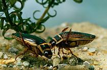 Great diving beetle (Dytiscus marginalis) pair underwater, controlled conditions, UK