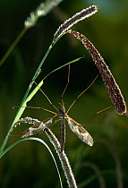 Giant cranefly (Tipula maxima) on grass, UK