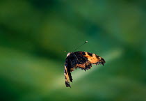 Small tortoiseshell butterfly (Aglais urticae) in flight, UK, controlled conditions
