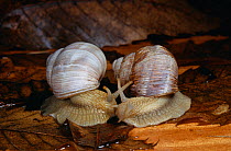 Edible snails (Helix pomatia) pair prior to mating, UK