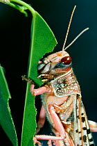 Desert locust (Schistocerca gregaria) portrait, feeding on leaf, controlled conditions
