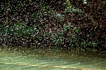 Swarm of Dance flies (Hilara maura) courtship behaviour over water, UK