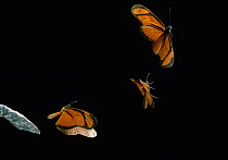 Heliconian butterfly (Eueides aliphera) multiflash sequence of three images in flight, from Venezuela, controlled conditions