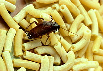 Oriental cockroach (Blatta blatta) on dried pasta, UK