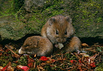 Field vole (Microbus agrestis) with young, feeding, controlled conditions, UK