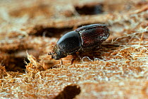 Elm bark beetle (Scolytus scolytus) carrier of Dutch Elm disease, UK