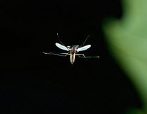 Midge (Chironomidae) in flight, UK