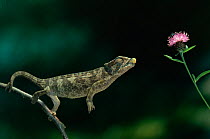 European chameleon (Chamaeleo chamaeleon) catching a fly, controlled conditions