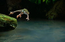 Leopard frog (Rana pipiens) jumping from rock into water, controlled conditions