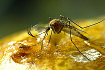 Yellow fever mosquito (Aedes sp) taking blood from human, Note drop of clear liquid being exuded, from the east coast of South Africa