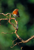 Robin (Erithacus rubecula) perched on branch, UK