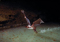 Mexican bulldog / Fishing bat {Noctilio leporinus} fishing, controlled conditions