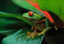 Red eyed treefrog (Agalychnis callidryas) on bromiliad, controlled conditions