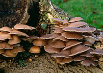 Oyster fungus (Pleurotus ostreatus) growing at base of tree, UK