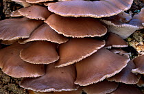 Oyster fungus (Pleurotus ostreatus) UK